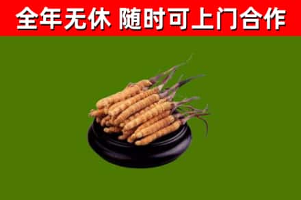 德州市回收散虫草