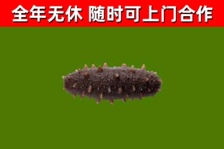 德州市回收海参干